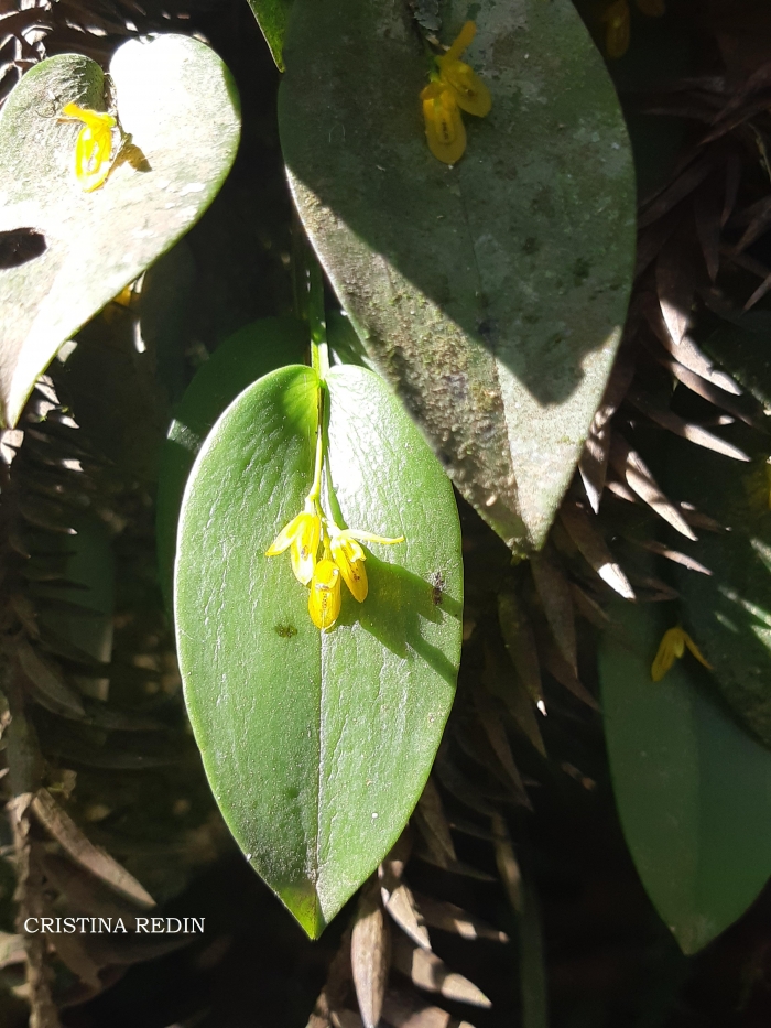 Acianthera luteola