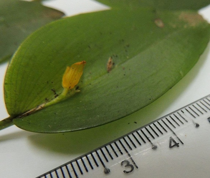 Acianthera luteola