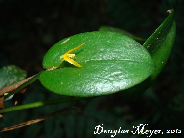 Acianthera luteola