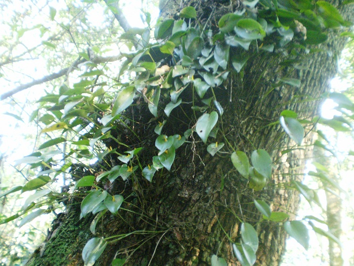 Acianthera luteola