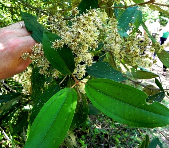 Miconia cinerascens