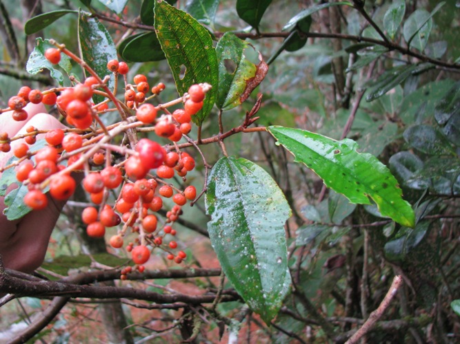 Miconia cinerascens