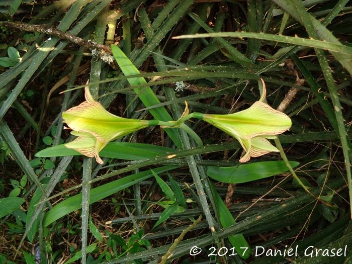 Hippeastrum glaucescens