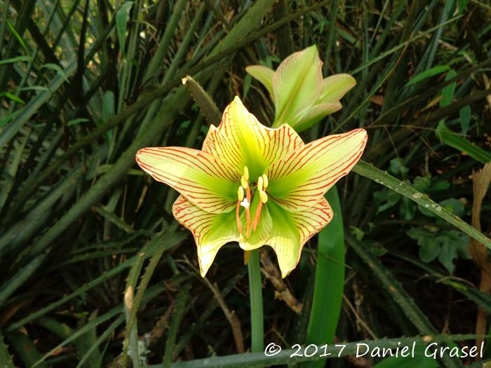 Hippeastrum glaucescens