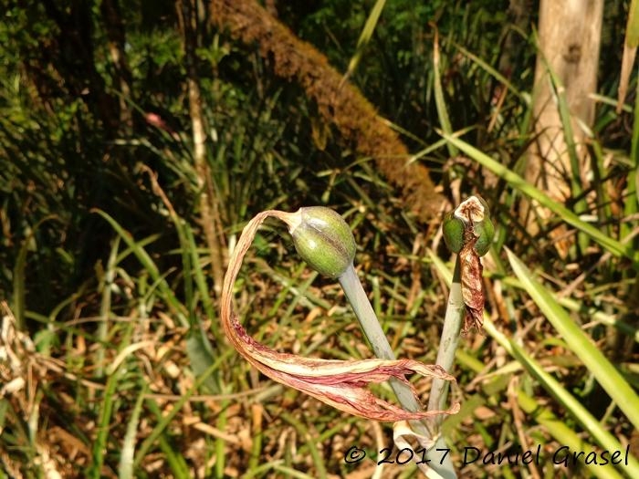 Hippeastrum glaucescens