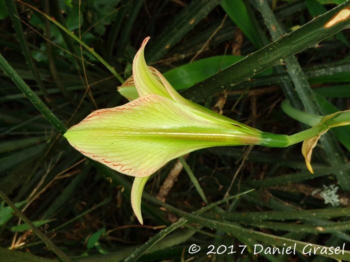 Hippeastrum glaucescens