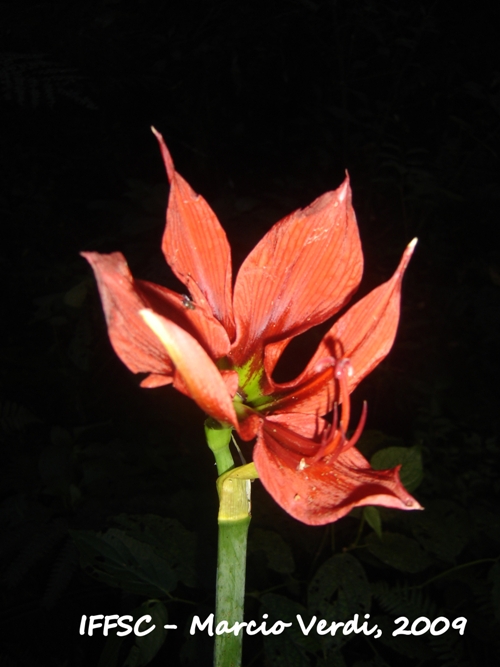 Hippeastrum aulicum