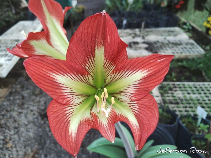 Hippeastrum glaucescens