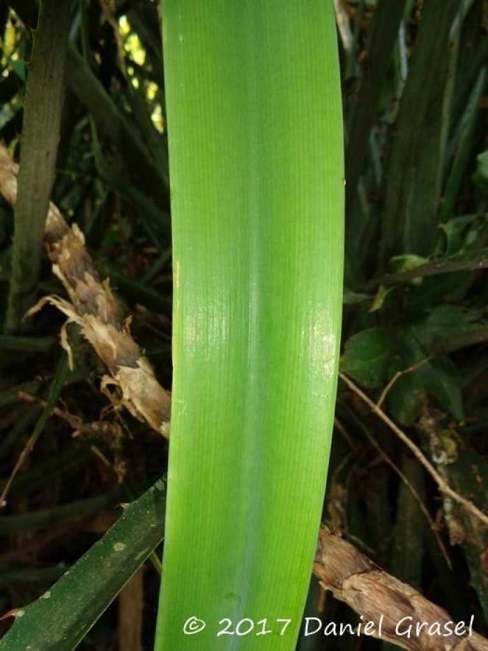 Hippeastrum glaucescens