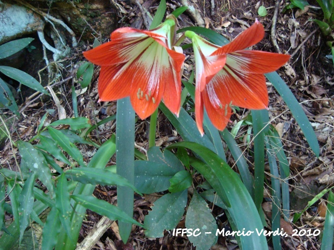 Hippeastrum verdianum