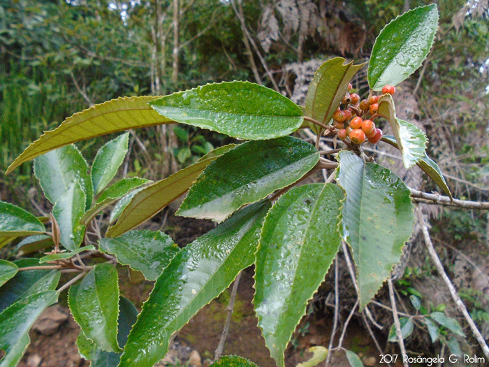 Miconia cinerascens