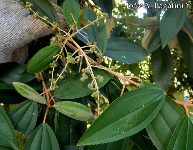 Miconia cinerascens