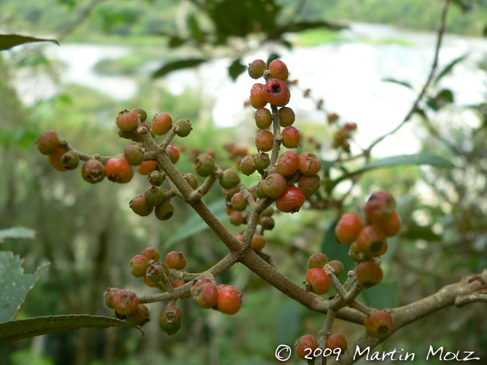 Miconia cinerascens