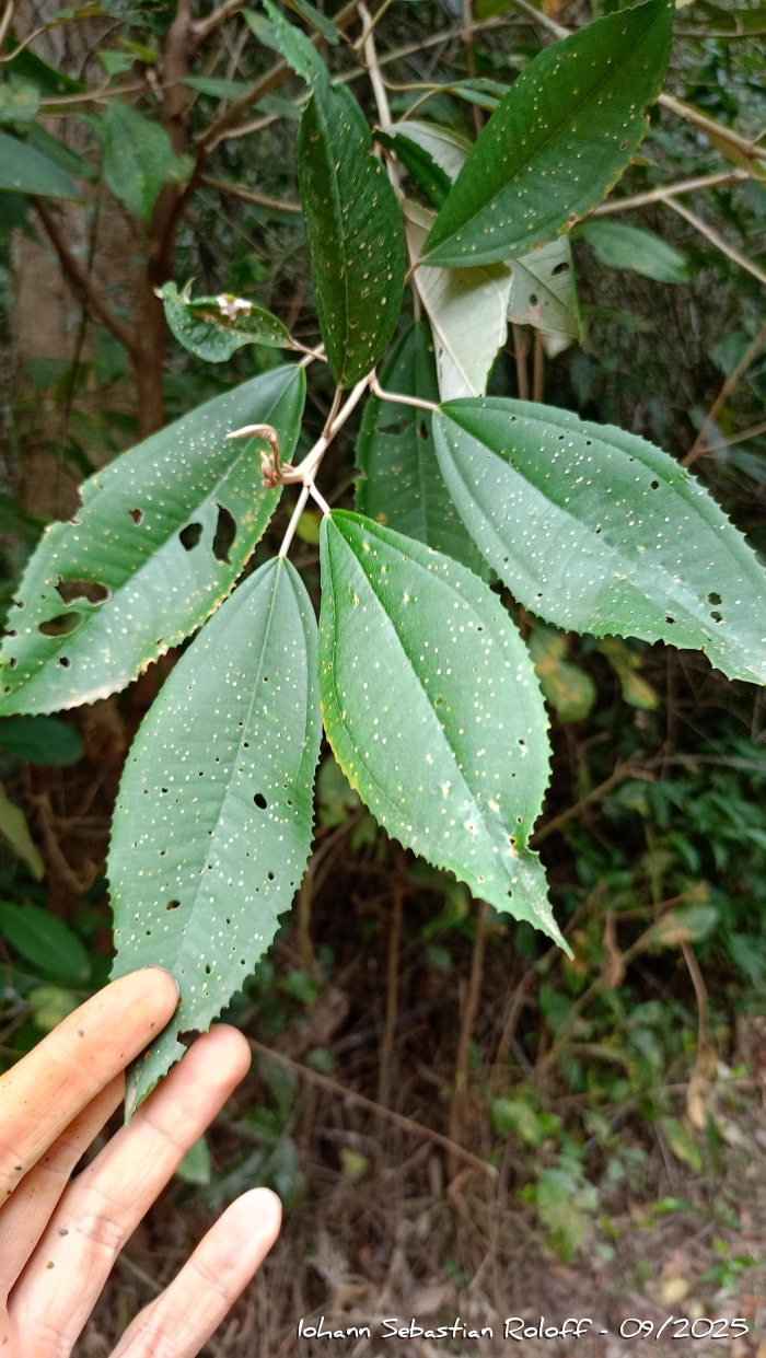 Miconia cinerascens