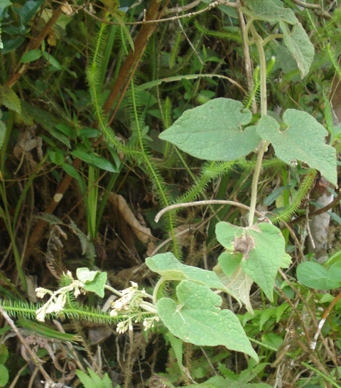 Mikania hirsutissima
