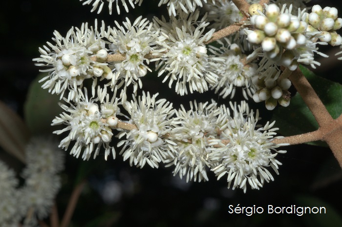 Miconia cinerascens