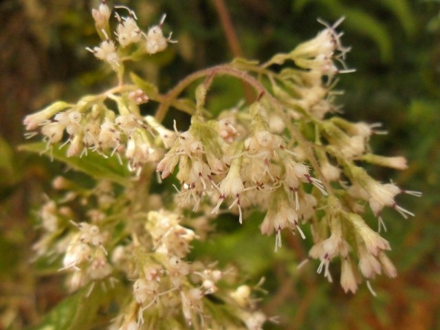 Mikania hirsutissima