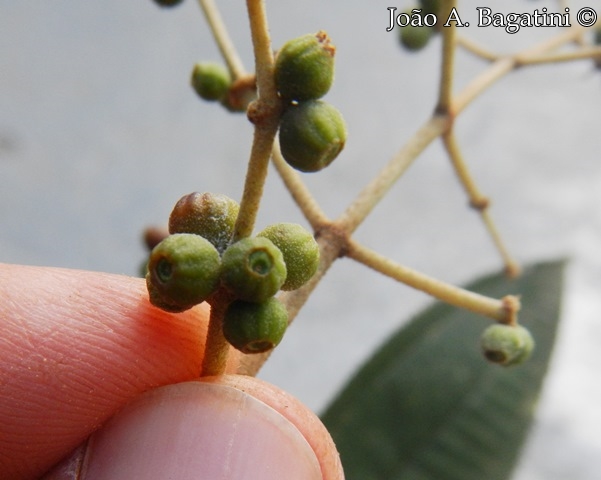 Miconia cinerascens