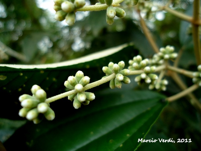 Miconia cinerascens