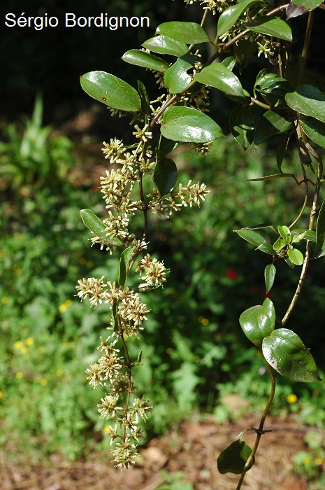 Mikania laevigata