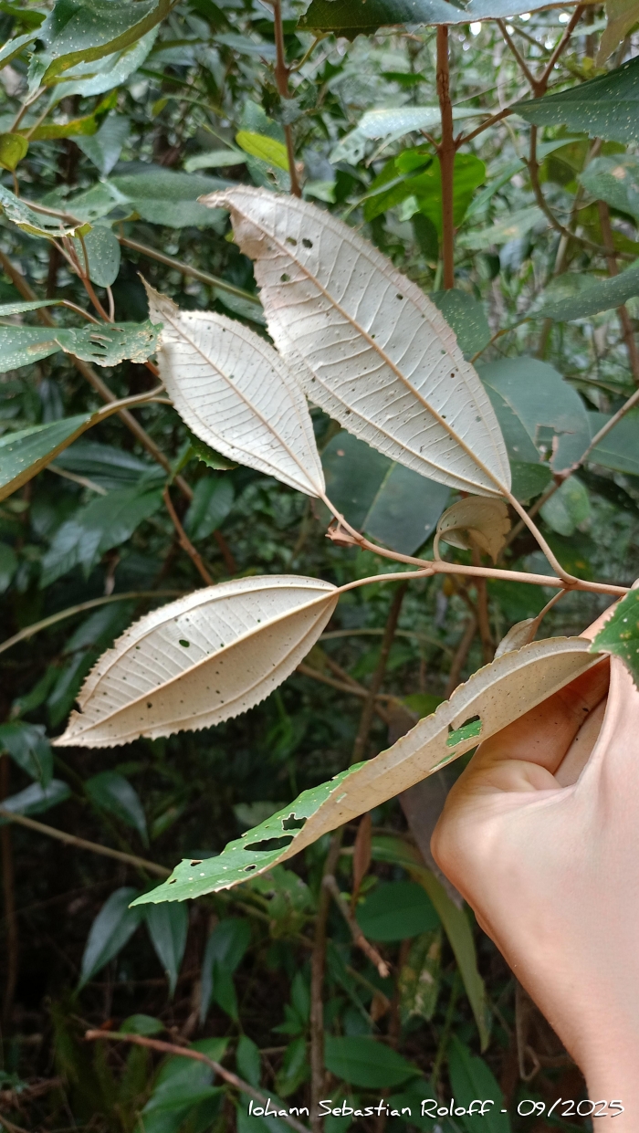 Miconia cinerascens