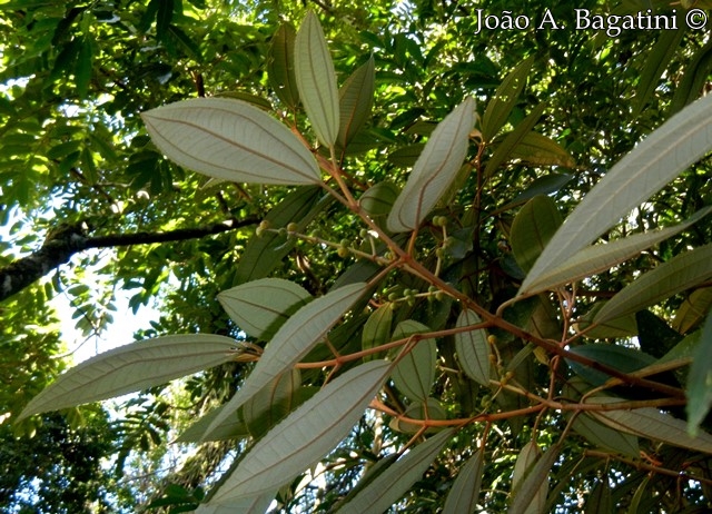 Miconia cinerascens