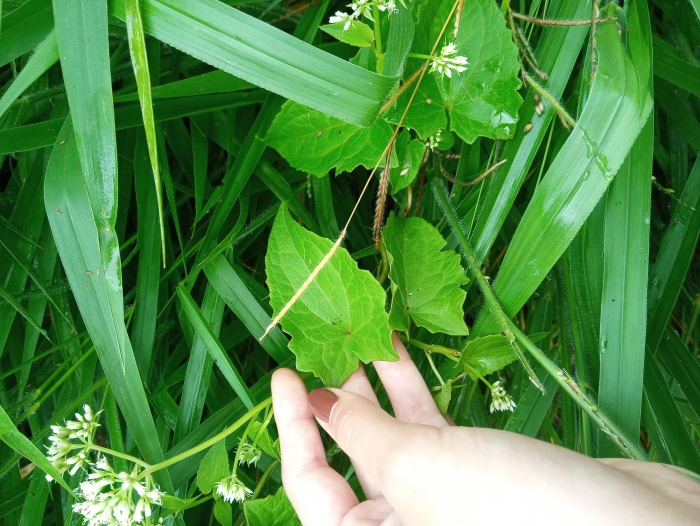 Mikania micrantha