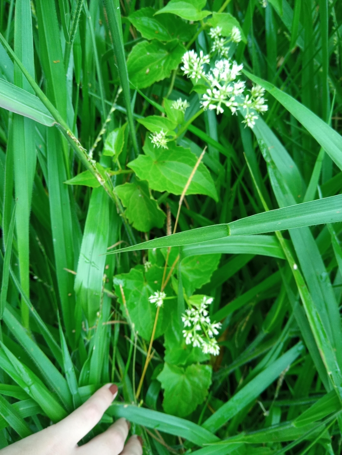 Mikania micrantha