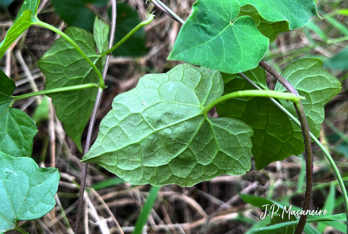 Mikania micrantha