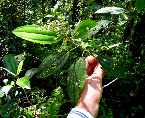 Miconia cinerascens