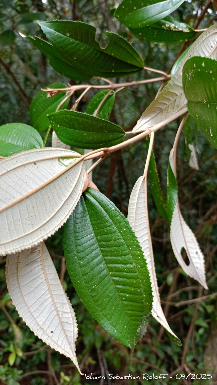 Miconia cinerascens