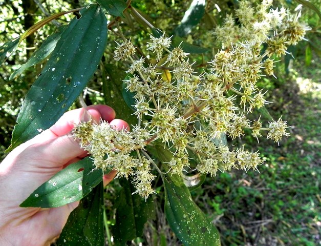 Miconia cinerascens