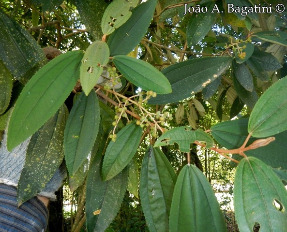 Miconia cinerascens