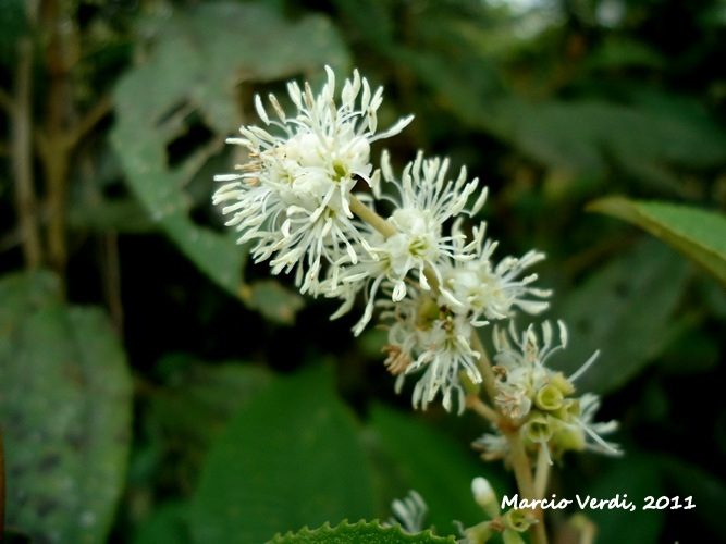 Miconia cinerascens