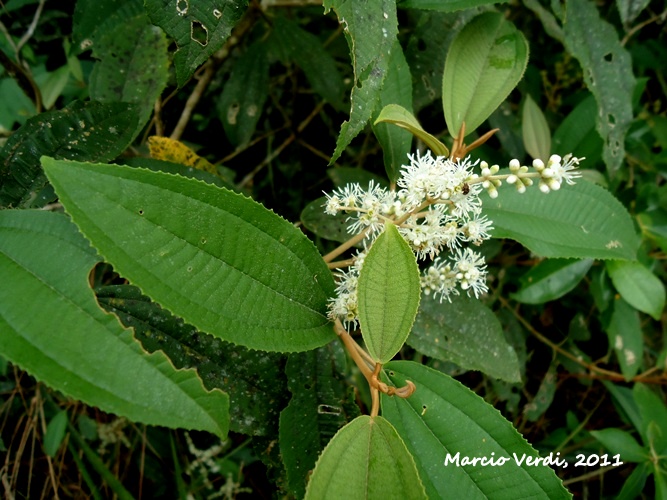 Miconia cinerascens