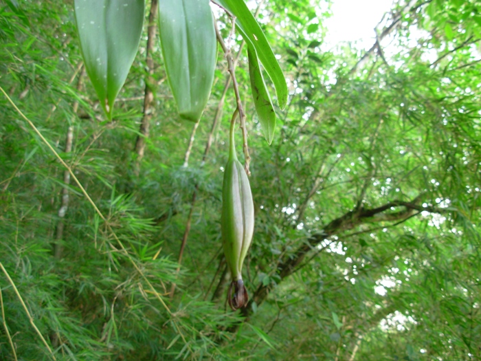 Epidendrum paniculatum