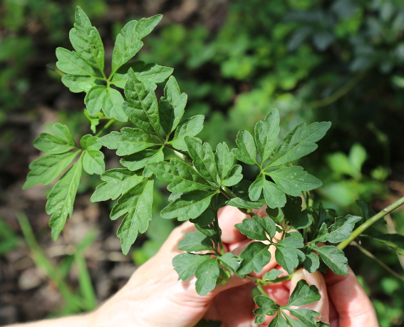 Mikania ternata
