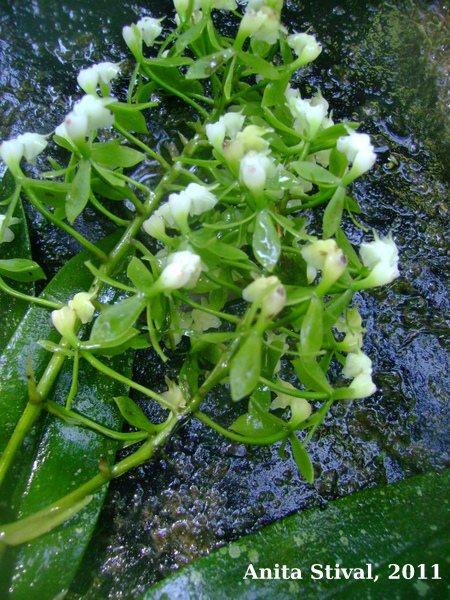 Epidendrum paniculatum