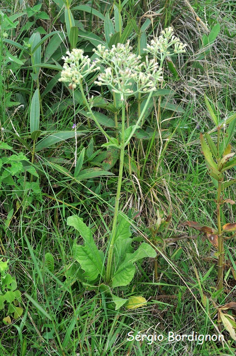 Mikania thapsoides