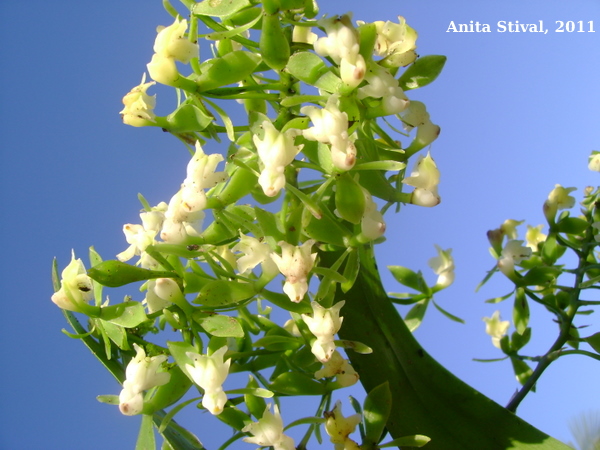 Epidendrum paniculatum