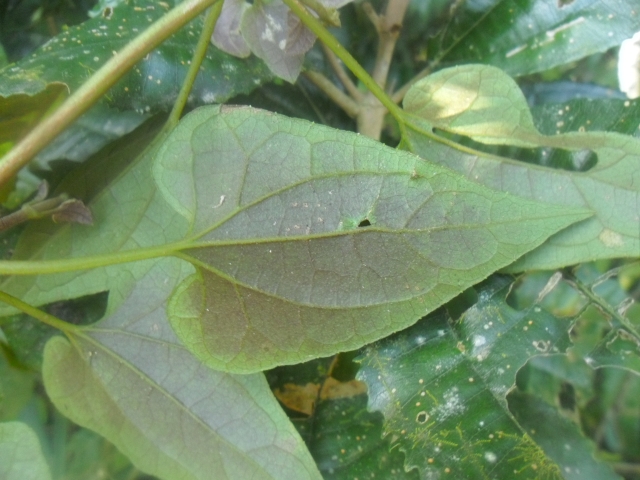 Mikania vitifolia