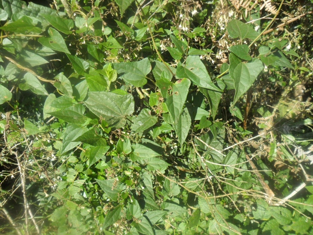 Mikania vitifolia