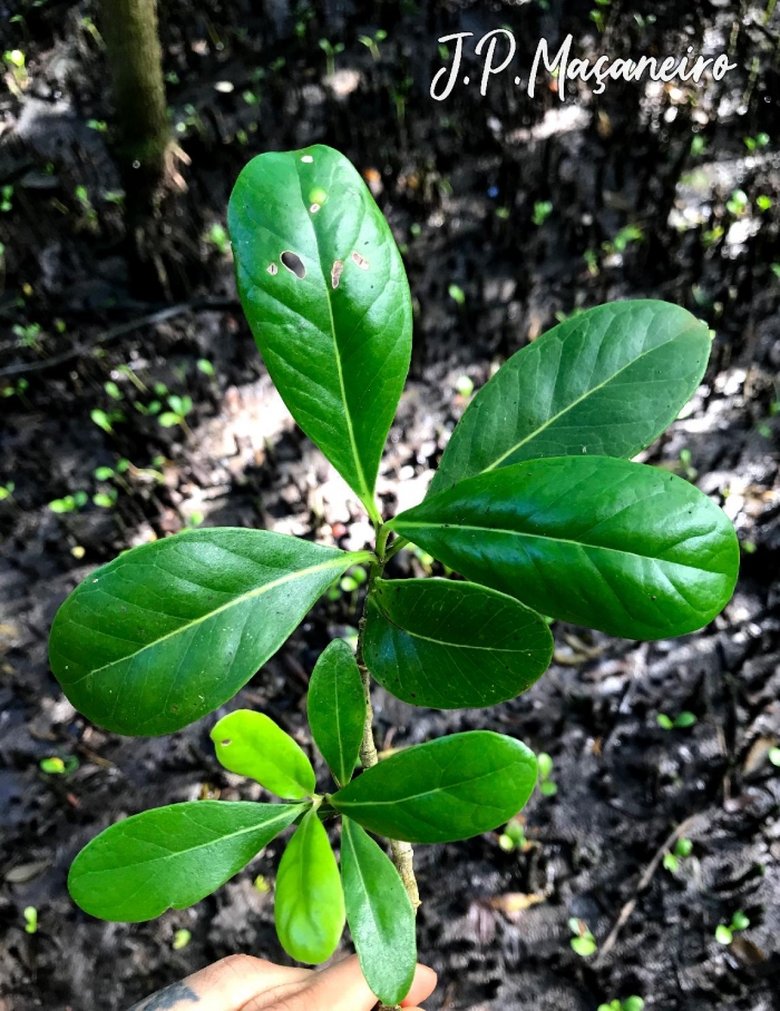 Avicennia schaueriana