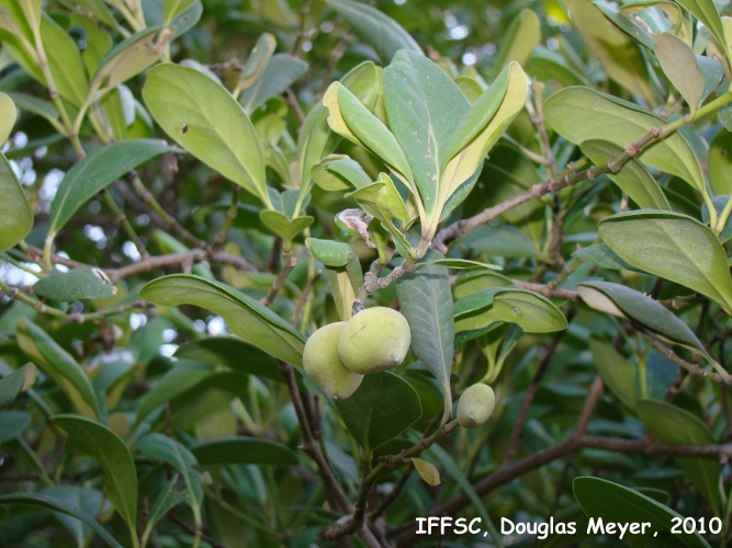 Avicennia schaueriana