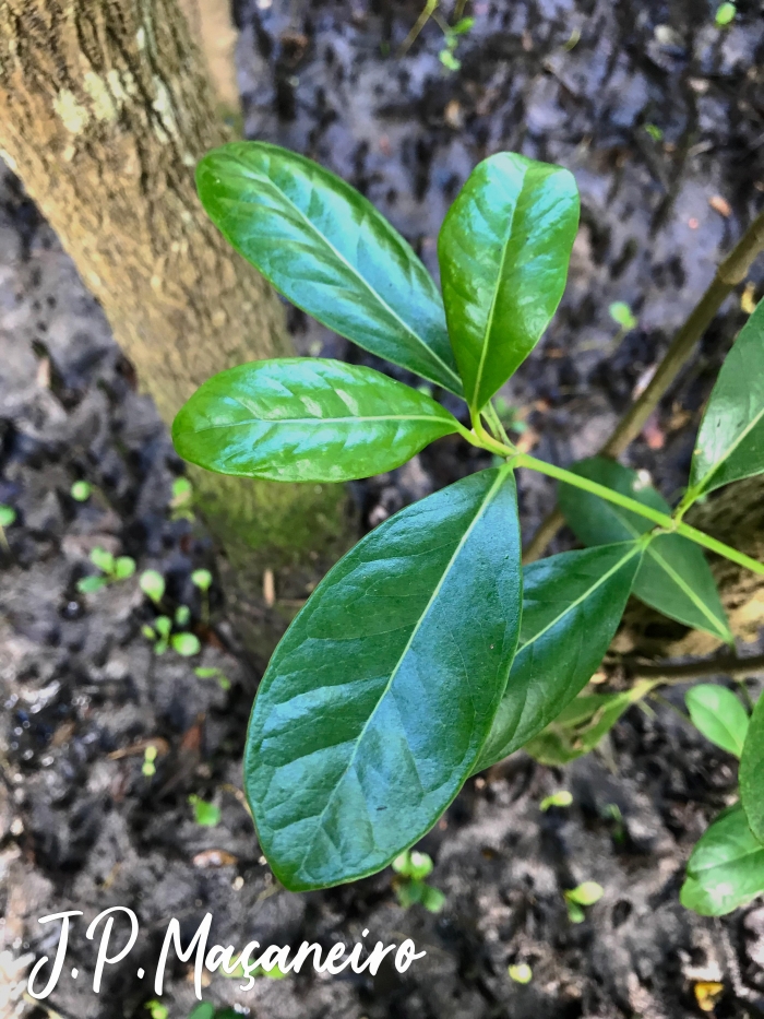 Avicennia schaueriana