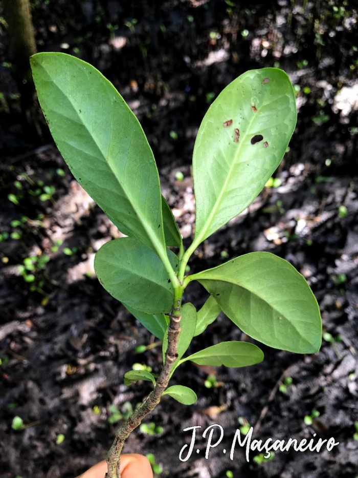 Avicennia schaueriana