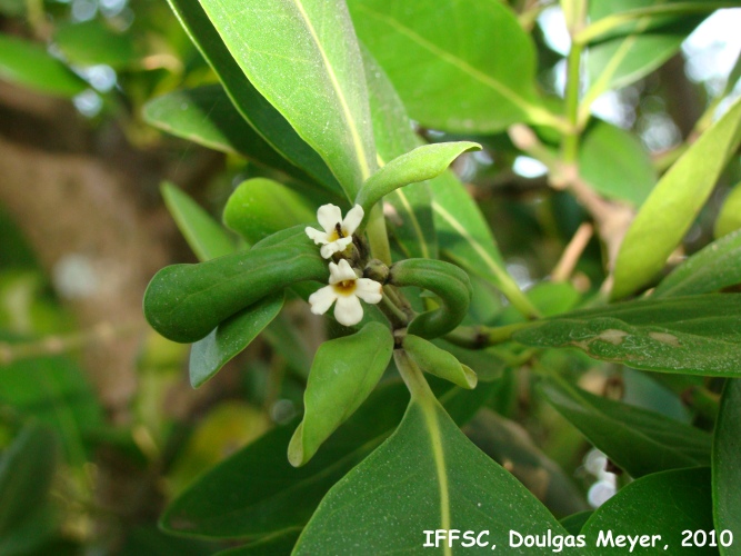 Avicennia schaueriana