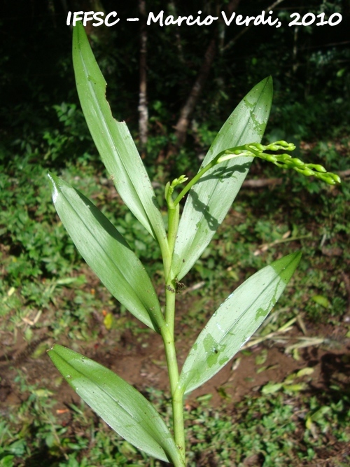 Epidendrum paniculatum