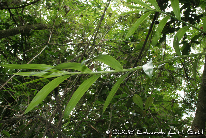 Epidendrum paniculatum