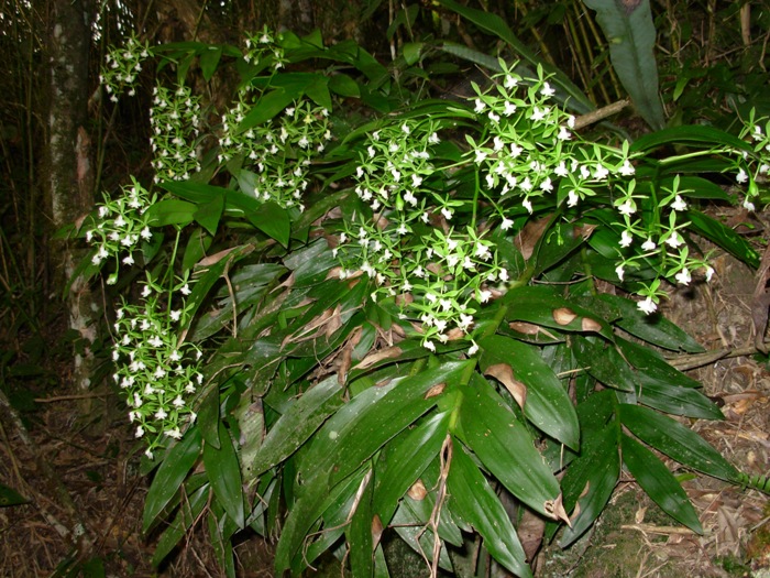 Epidendrum paniculatum